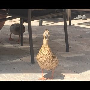 Meet your Posher, Ria